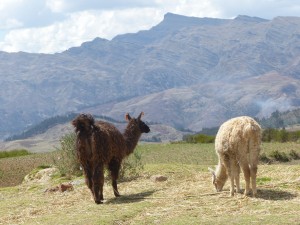 Llamas in the mountains