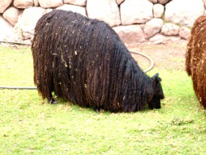 alpacaHairDay