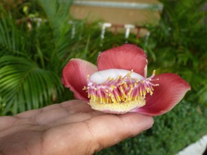 banyan flower